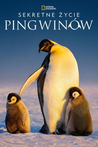 Sekretne życie pingwinów