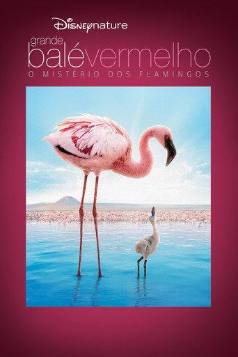 Grande Balé Vermelho: O Mistério dos Flamingos