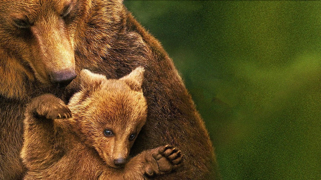 Bears