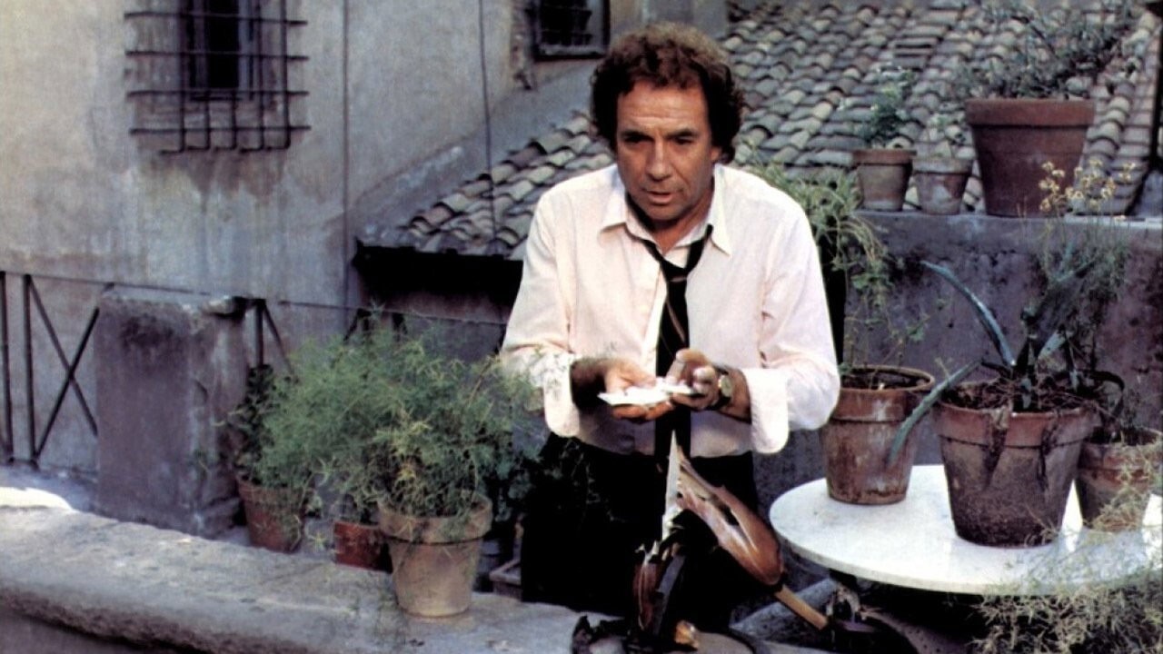 Il gatto