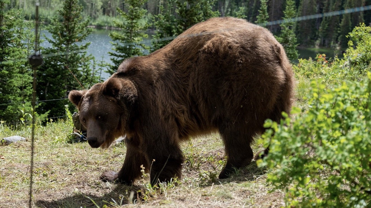 No Escape - Grizzly Night