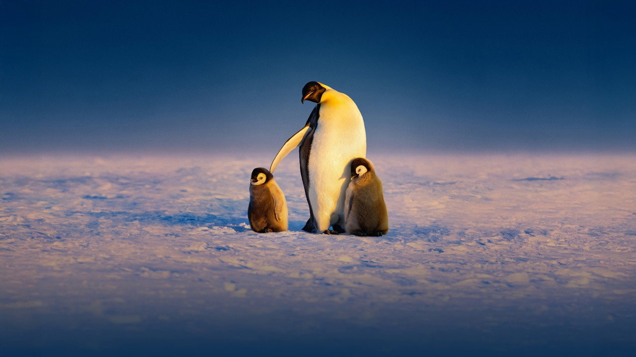 Secrets of the Penguins