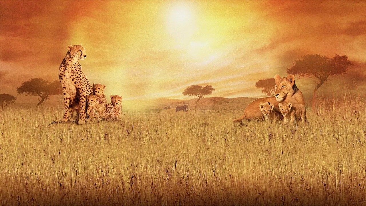 African Cats